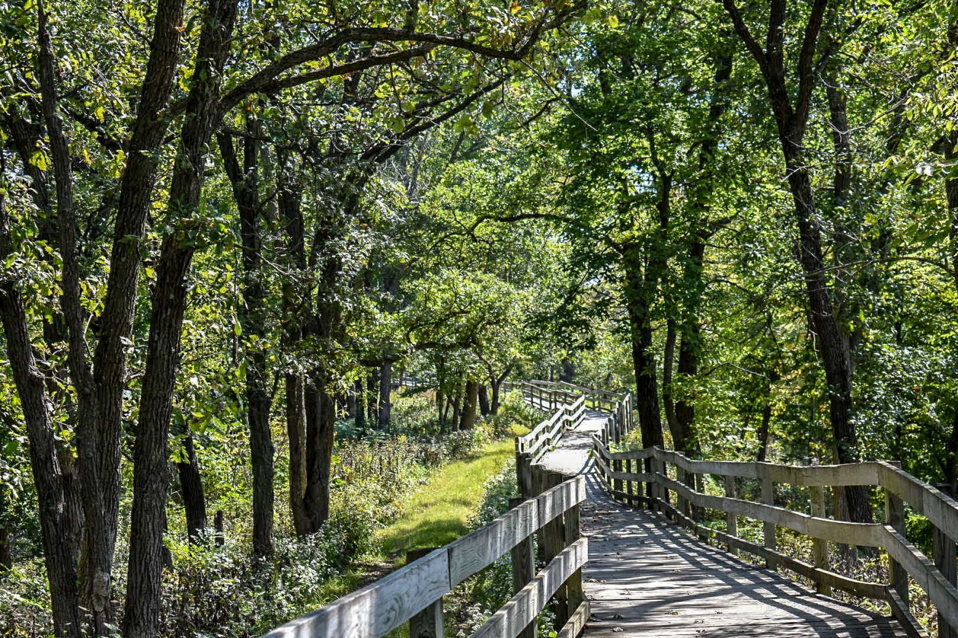 hitchcock nature