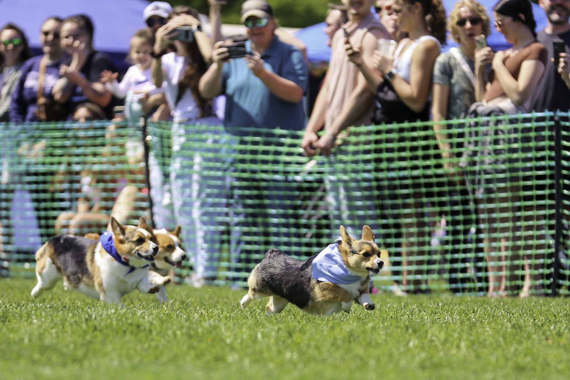 Corgis race to the finish line