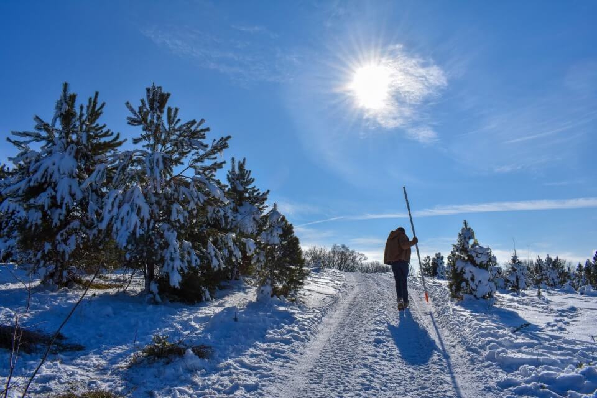 Guy finding a tree at dappen tree farm