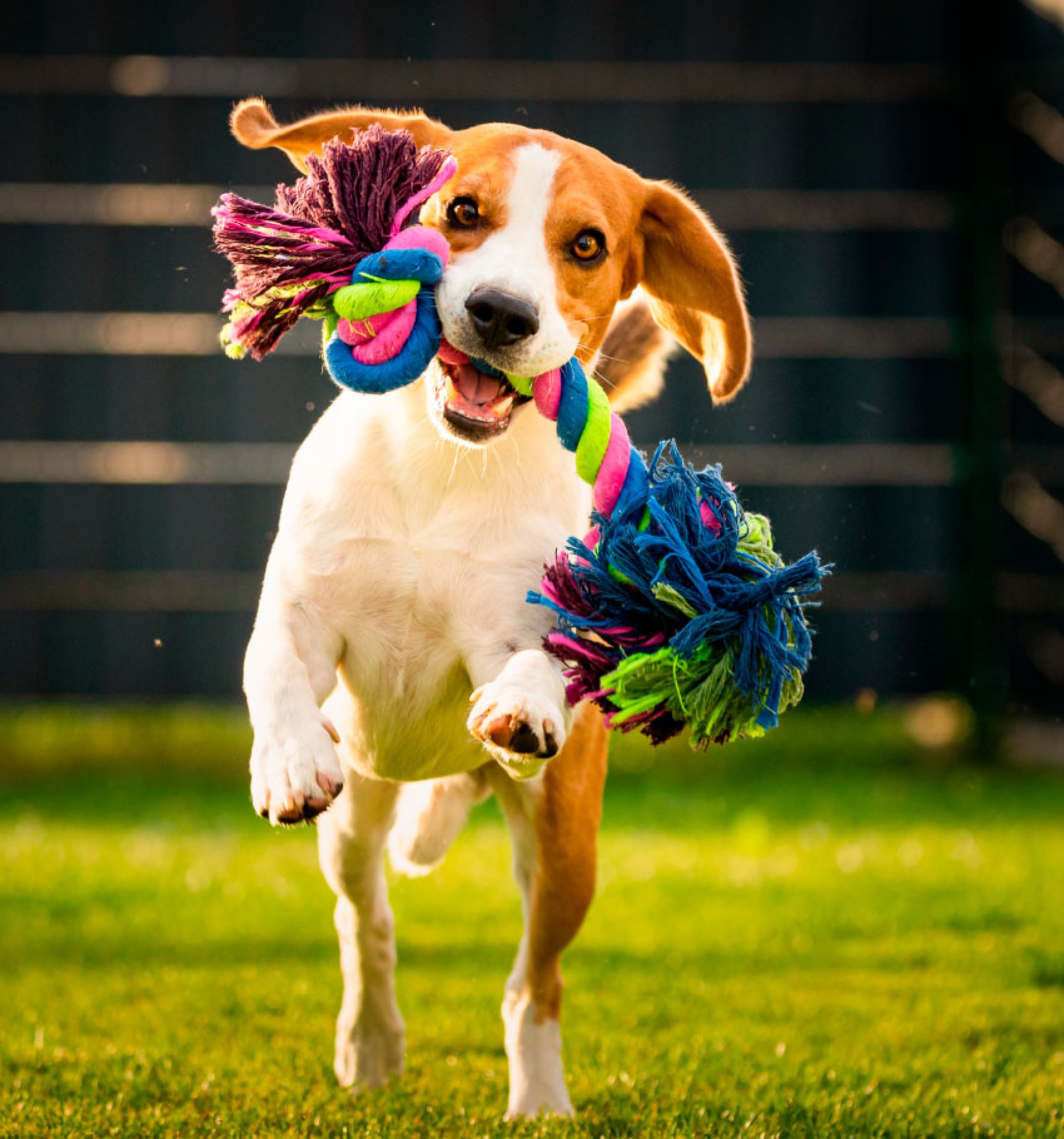 Happy dog running with a colorful toy