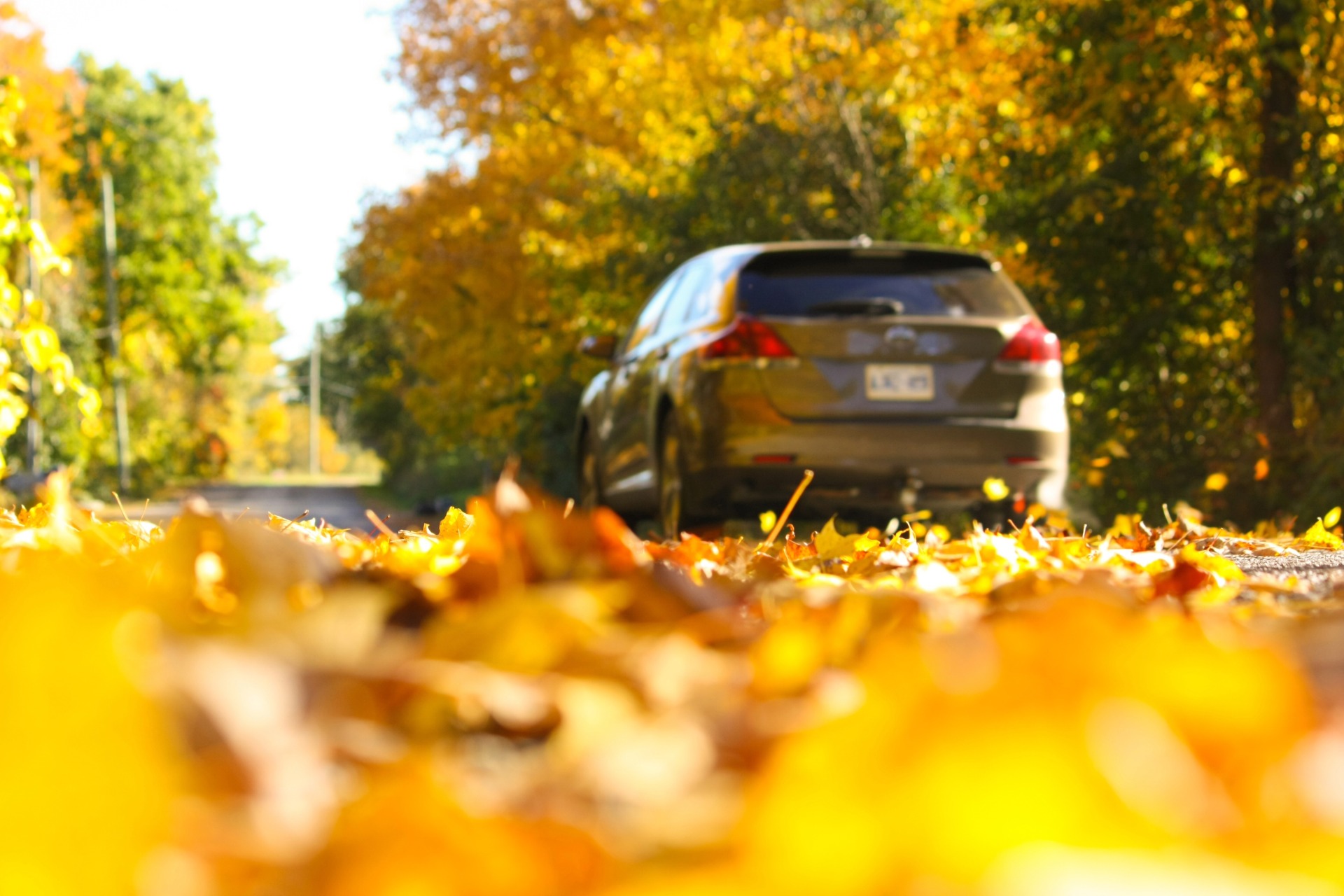 a gray SUV travels a road filled with golden fall foliage