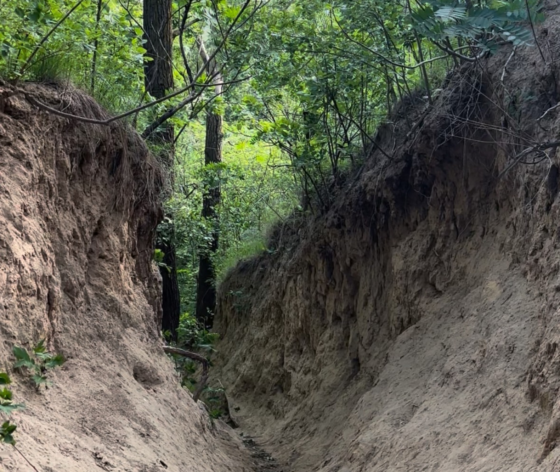 a trail at Lewis & Clark winds through natural habitat