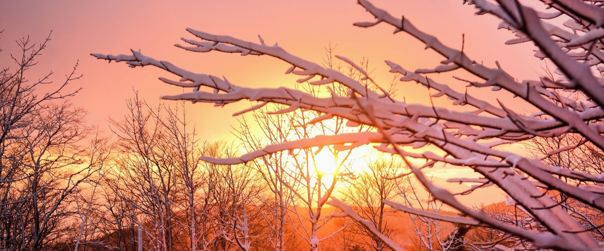 Snowy trees at hitchcock nature center
