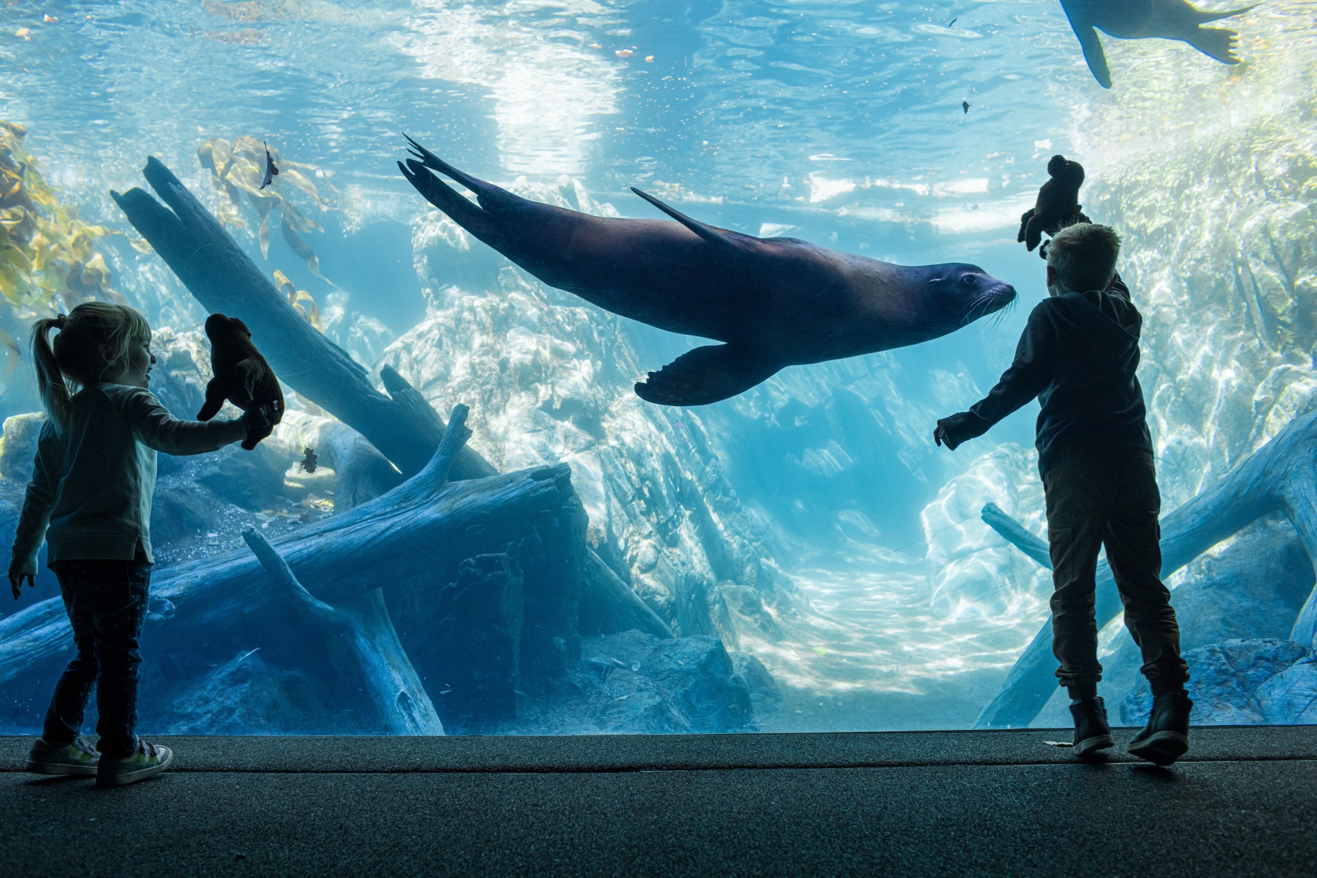 children enjoy seeing a sea lion at the zoo