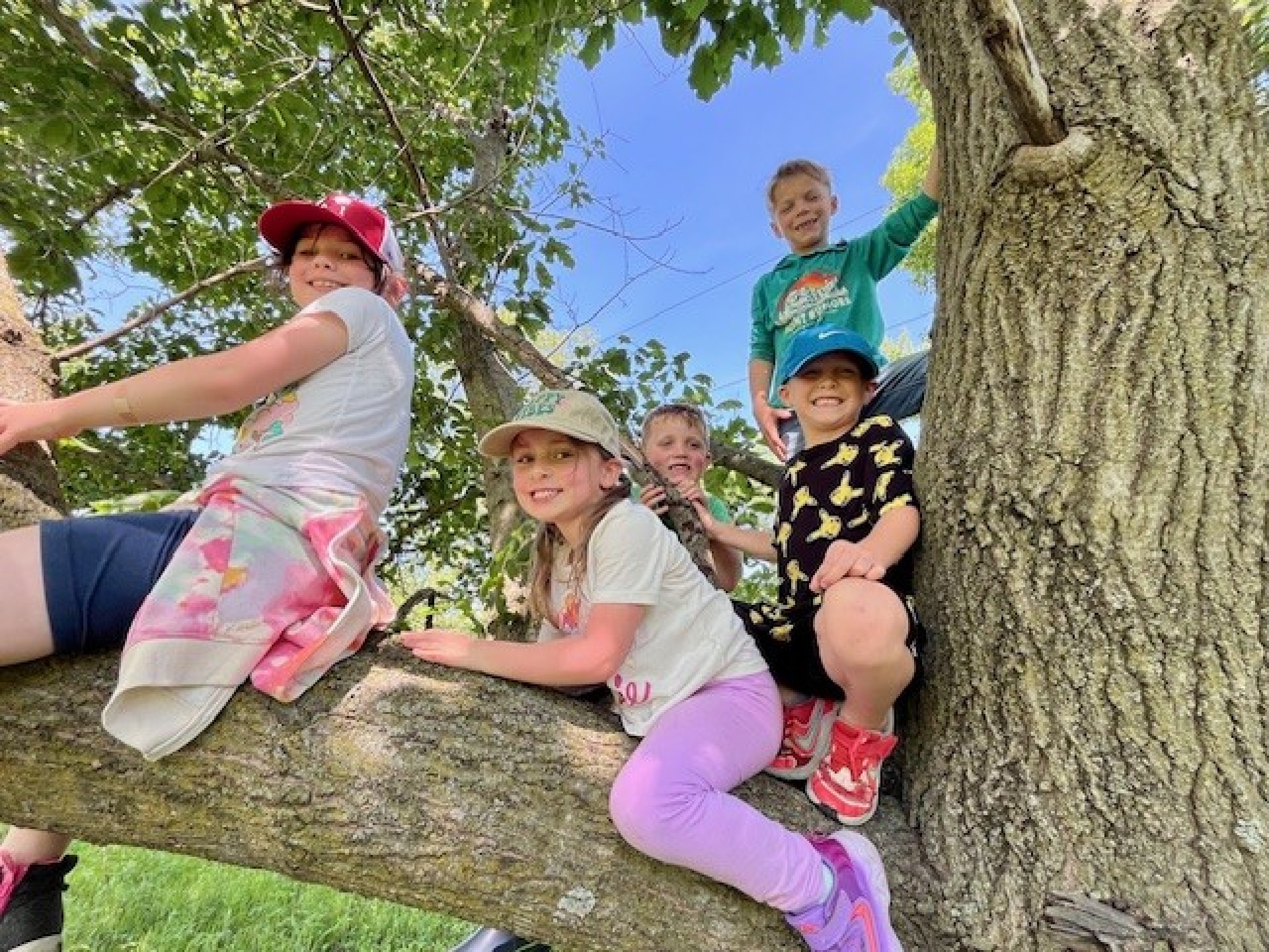 kids hanging on a tree