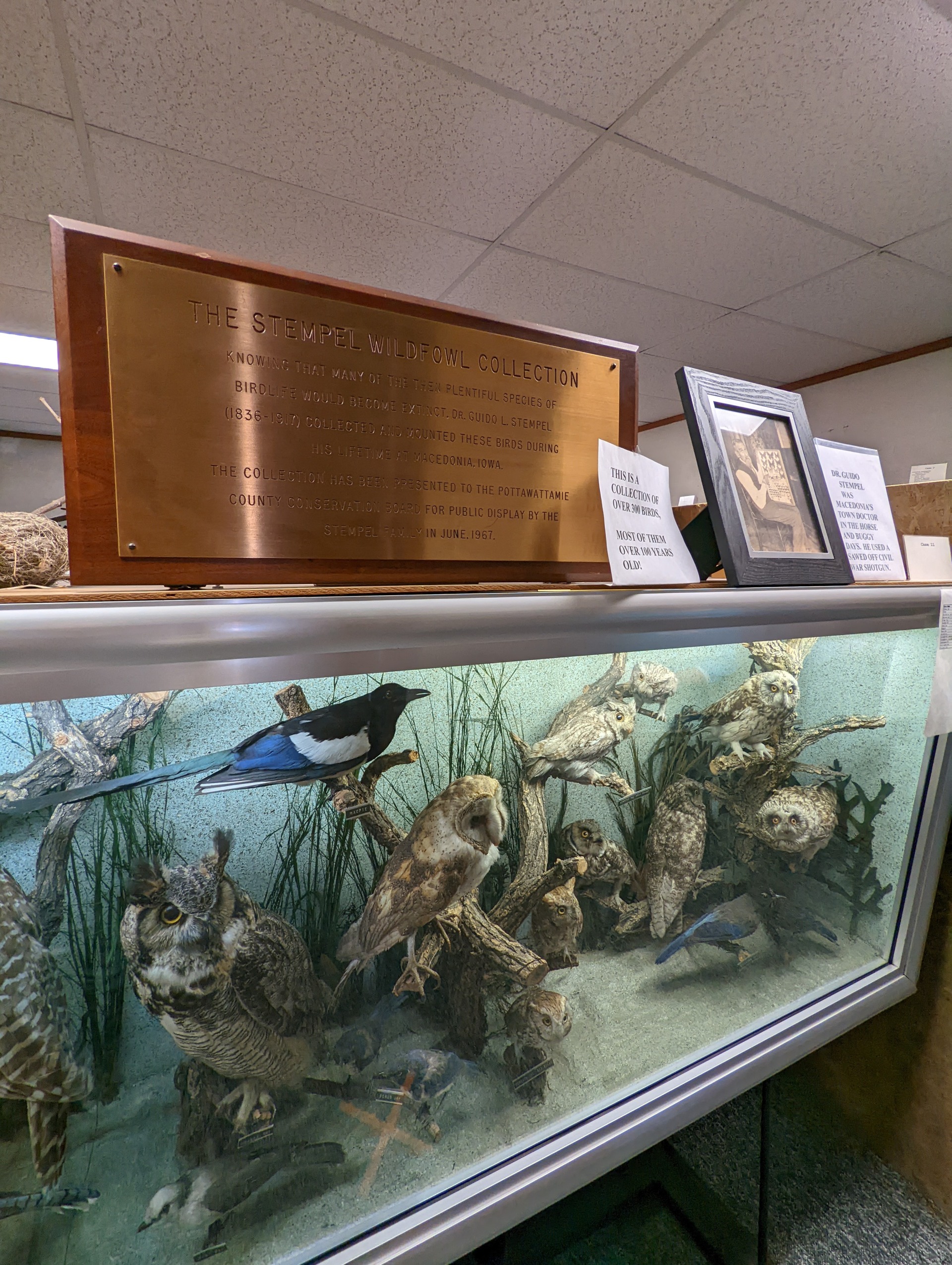 A display showcases native birds