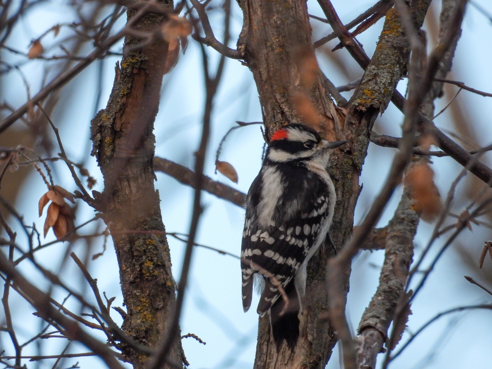 A Downy Woodpecker is perched within the trees of Hitchcock Nature Center