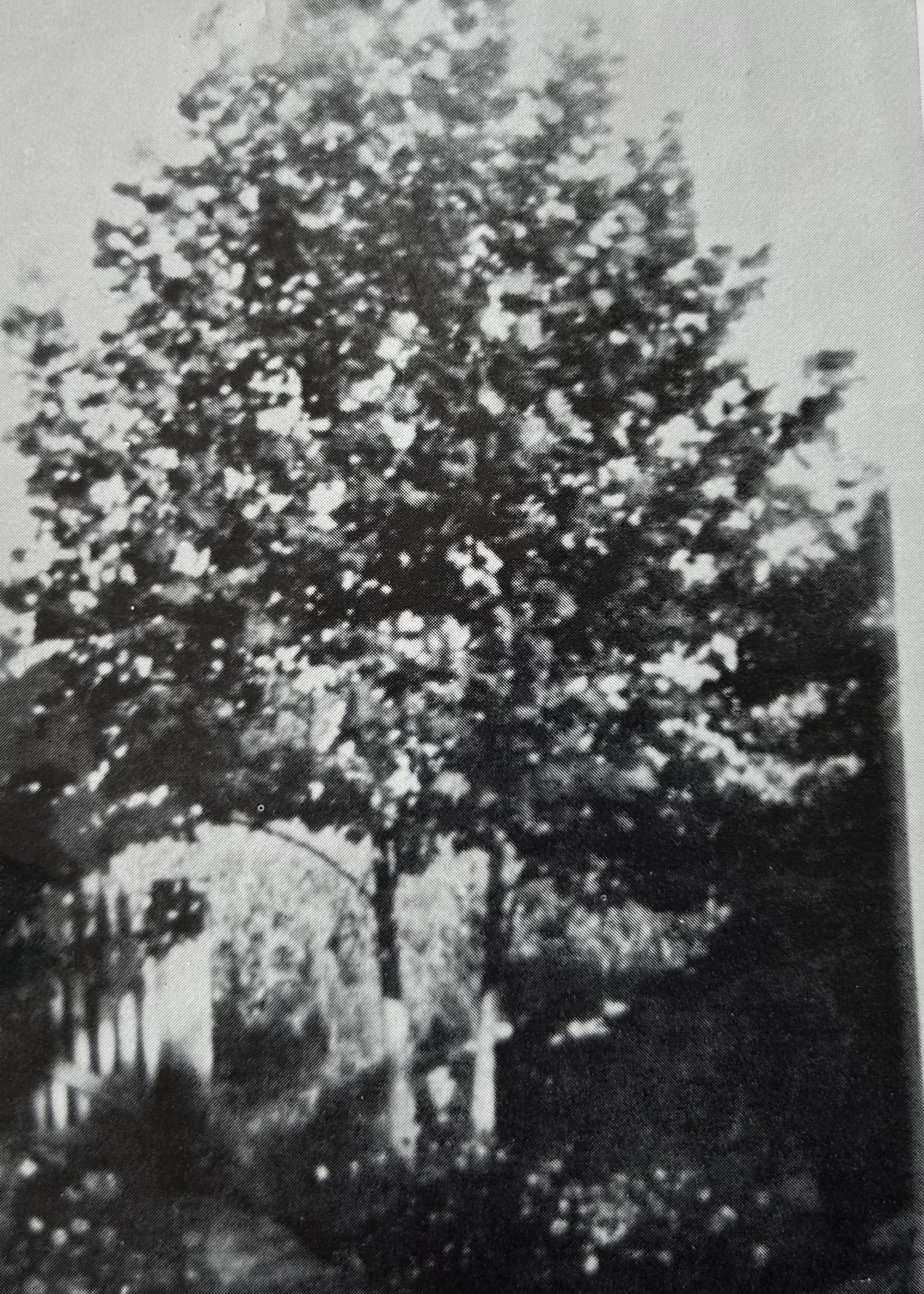 Dr. Barker Jennifer Gerry's Peace Tree