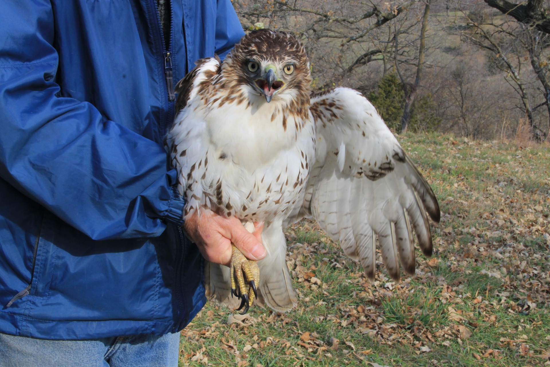 Last year Hawkwatch members banded 154 diurnal raptors, including 122 Red-Tailed Hawks.