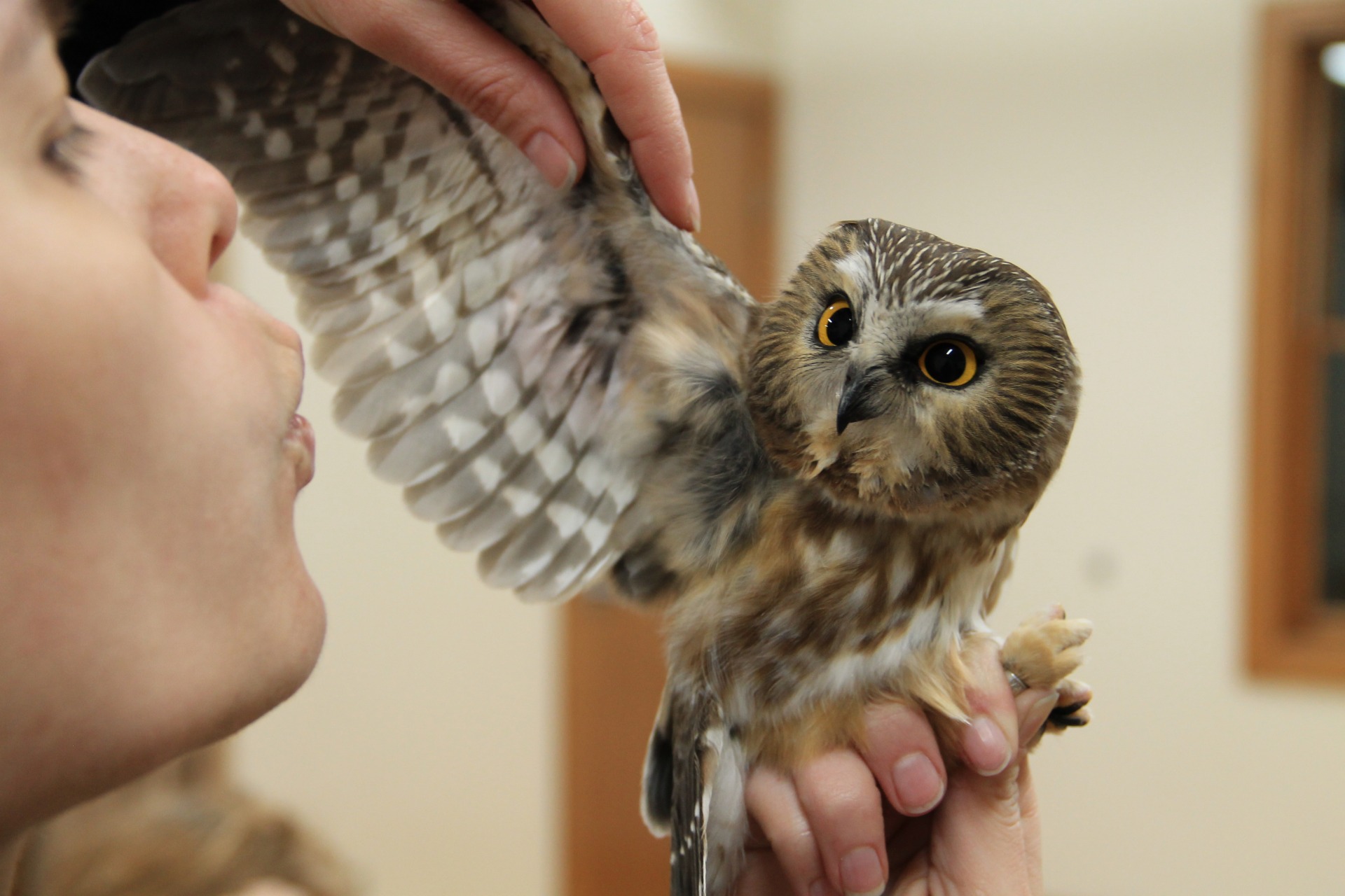 Trained raptor banders conducting annual research on Saw-Whet Owl health and migration patterns.
